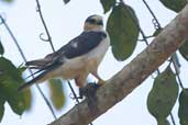 Pearl Kite, Alta Floresta, Mato Grosso, Brazil, April 2003 - click for larger image