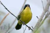 Male Masked Yellowthroat, Linhares, Espírito Santo, Brazil, March 2004 - click for larger image
