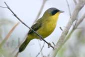 Male Masked Yellowthroat, Linhares, Espírito Santo, Brazil, March 2004 - click for larger image