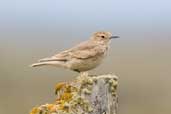 Short-billed Miner, Tierra del Fuego, Chile, December 2005 - click for larger image