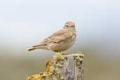 Short-billed Miner, Tierra del Fuego, Chile, December 2005 - click for larger image