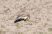 Common Miner, Rio Grande do Sul, Brazil, August 2004 - click for larger image