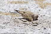 Creamy-rumped Miner, Laguna Miñiques, Chile, January 2007 - click for larger image