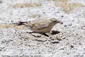 Creamy-rumped Miner, Laguna Miñiques, Chile, January 2007 - click for larger image