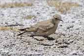 Creamy-rumped Miner, Laguna Miñiques, Chile, January 2007 - click for larger image