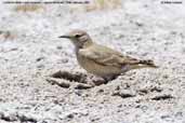 Creamy-rumped Miner, Laguna Miñiques, Chile, January 2007 - click for larger image