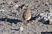 Puna Miner, Lauca NP, Chile, February 2007 - click for larger image