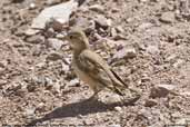 Rufous-banded Miner, El Yeso Valley, Chile, January 2007 - click for larger image