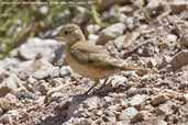 Rufous-banded Miner, El Yeso Valley, Chile, January 2007 - click for larger image