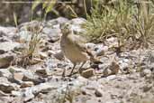 Rufous-banded Miner, El Yeso Valley, Chile, January 2007 - click for larger image