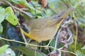 Male Common Yellowthroat, Pálpite, Zapata Swamp, Cuba, February 2005 - click on image for a larger view