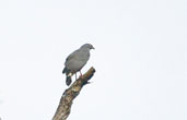 Crane Hawk, Ubatuba, São Paulo, Brazil, July 2002 - click for larger image