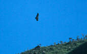 Black-chested Buzzard-Eagle, Canastra, Minas Gerais, Brazil, April 2001 - click for larger image