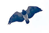 Black-chested Buzzard-Eagle, Nevado de Ruiz, Colombia, April 2012 - click for larger image