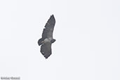 Black-chested Buzzard-Eagle, Balsas, Chachapoyas, Peru, October 2018 - click for larger image