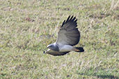 Black-chested Buzzard-Eagle, Yanacocha, Pichincha, Ecuador, November 2019 - click for larger image