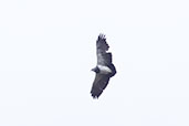 Black-chested Buzzard-Eagle, Antisana Reserve, Napo, Ecuador, November 2019 - click for larger image