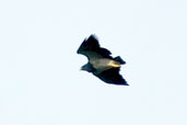 Black-chested Buzzard-Eagle, Chapada Diamantina, Bahia, Brazil, March 2004 - click for larger image