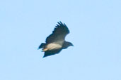 Black-chested Buzzard-Eagle, Chapada Diamantina, Bahia, Brazil, March 2004 - click for larger image
