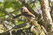 Ferruginous Pygmy-owl, Camacã, Bahia, Brazil, November 2008 - click for larger image