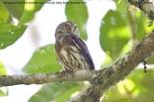 Ferruginous Pygmy-owl, Camacã, Bahia, Brazil, November 2008 - click for larger image