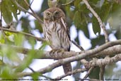 Ferruginous Pygmy-owl, Camaçari, Bahia, Brazil, November 2008 - click for larger image