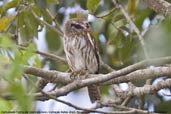 Ferruginous Pygmy-owl, Camaçari, Bahia, Brazil, November 2008 - click for larger image