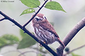 Ferruginous Pygmy-owl, Copan Ruinas, Honduras, March 2015 - click for larger image