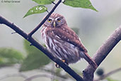Ferruginous Pygmy-owl, Copan Ruinas, Honduras, March 2015 - click for larger image