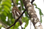 Ferruginous Pygmy-owl, Copa, Orellana, Ecuador, November 2019 - click for larger image