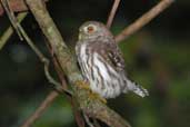 Ferruginous Pygmy-owl, Vila Bela de Santíssima Trindade, Mato Grosso, Brazil, March 2003 - click for larger image