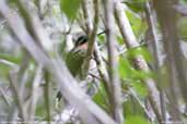 Hook-billed Hermit, Boa Nova, Bahia, Brazil, July 2002 - click for larger image