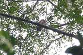 Amazonian Pygmy-owl, Thaimaçu, Pará, Brazil, April 2003 - click for larger image