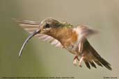 Rufous-breasted  Hermit, REGUA, Rio de Janeiro, Brazil, November 2006 - click for larger image