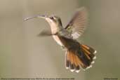 Rufous-breasted Hermit, REGUA, Rio de Janeiro, Brazil, November 2006 - click for larger image