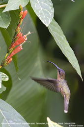 Rufous-breasted  Hermit, Tamandaré, Bahia, Brazil, October 2008 - click for larger image