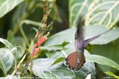 Rufous-breasted  Hermit, Tamandaré, Bahia, Brazil, October 2008 - click for larger image