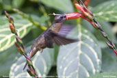 Rufous-breasted  Hermit, Tamandaré, Bahia, Brazil, October 2008 - click for larger image