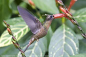 Rufous-breasted  Hermit, Tamandaré, Bahia, Brazil, October 2008 - click for larger image