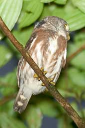 Least Pygmy-owl, Intervales, São Paulo, Brazil, April 2004 - click for larger image