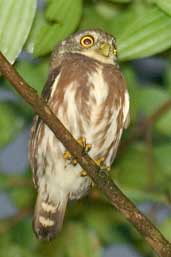 Least Pygmy-owl, Intervales, São Paulo, Brazil, April 2004 - click for larger image
