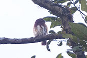 Cloudforest Pygmy-owl, Refugio Paz de las Aves, Pichincha, Ecuador, November 2019 - click for larger image