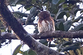 Cloudforest Pygmy-owl, Refugio Paz de las Aves, Pichincha, Ecuador, November 2019 - click for larger image