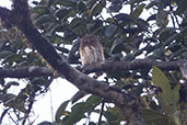 Cloudforest Pygmy-owl, Refugio Paz de las Aves, Pichincha, Ecuador, November 2019 - click for larger image