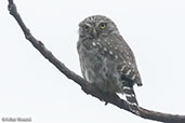 Peruvian Pygmy-owl, Abra Calla Calla, Amazonas, Peru, October 2018 - click for larger image
