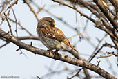 Peruvian Pygmy-owl, Bosque de Pomac, Lambayeque, Peru, October 2018 - click for larger image