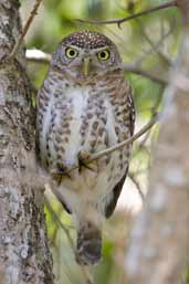 Cuban Pygmy-owl, Soplillar, Zapata Swamp, Cuba, February 2005 - click on image for a larger view