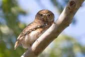 Cuban Pygmy-owl, Soplillar, Zapata Swamp, Cuba, February 2005 - click on image for a larger view