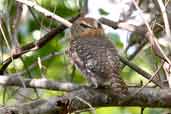 Cuban Pygmy-owl, Soplillar, Zapata Swamp, Cuba, February 2005 - click on image for a larger view