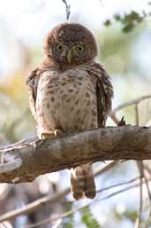 Cuban Pygmy-owl, Soplillar, Zapata Swamp, Cuba, February 2005 - click on image for a larger view